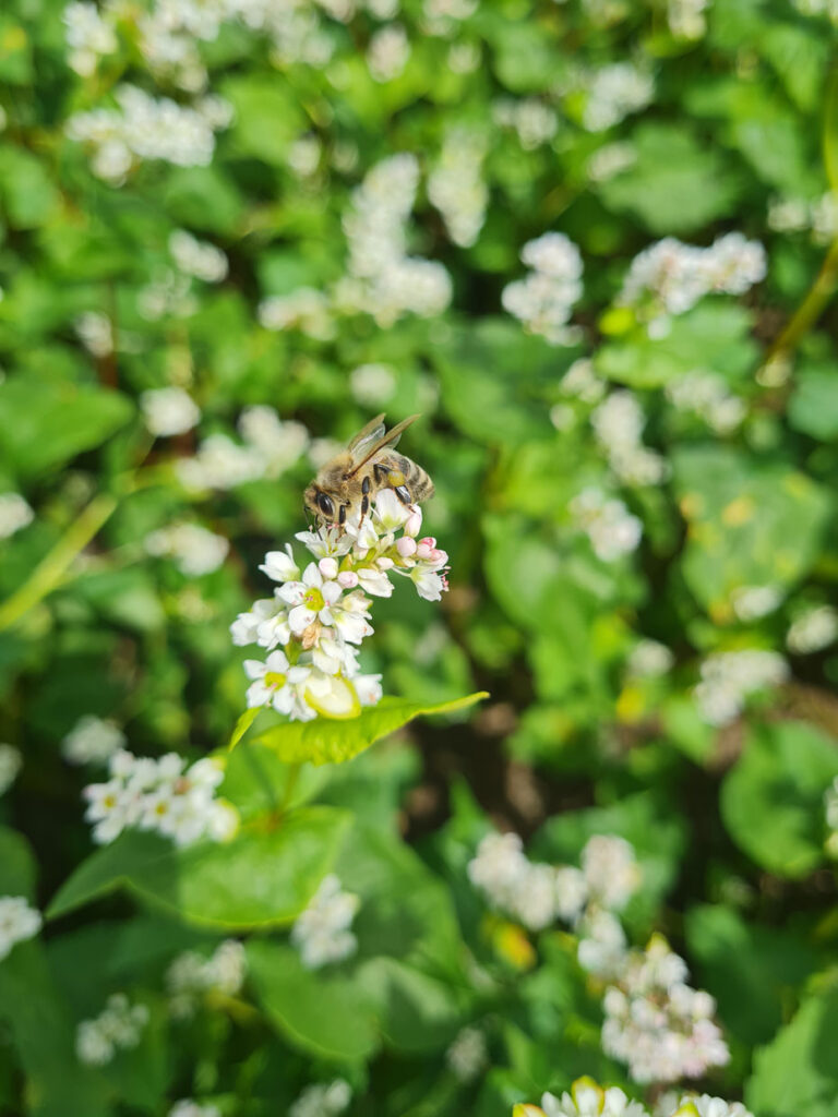 Blühender Buchweizen