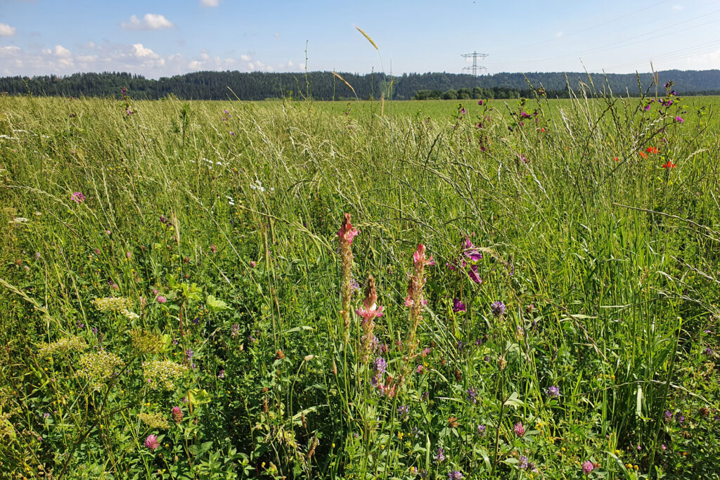 Blühwiese