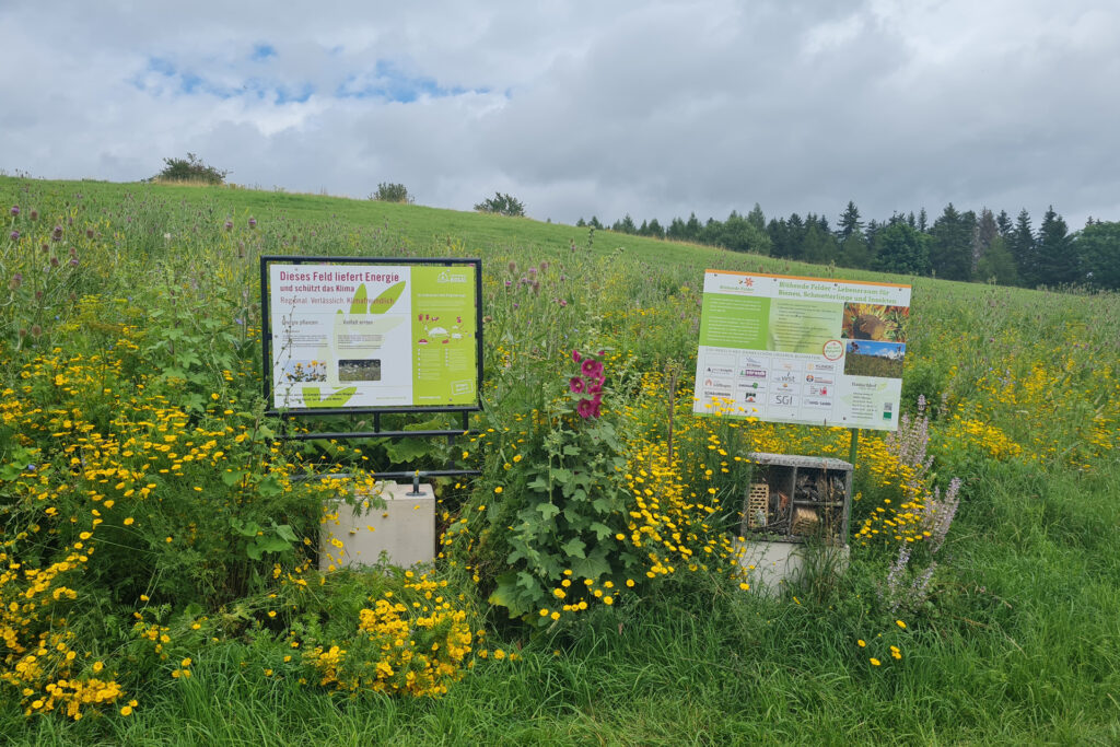 Blühwiese mit Infoschildern