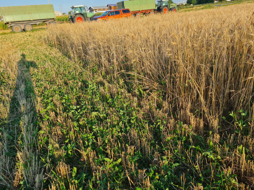 Einkorn mit Untersaat bei der Ernte